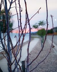 Close-up of bare tree against lake