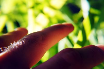 Close-up of hand holding leaf