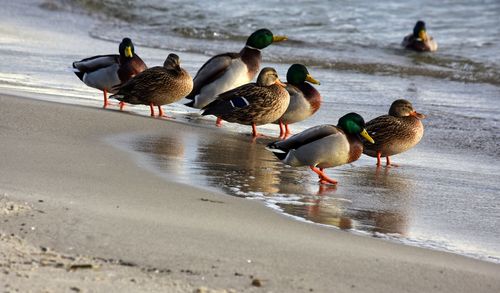 High angle view of ducks on wet shore at beach