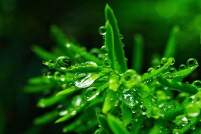 Close-up of water drops on leaf