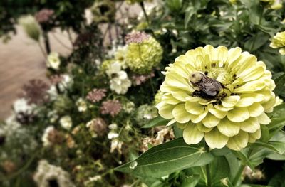Close-up of bee on yellow flower