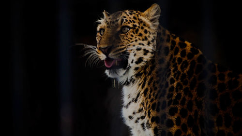 Close-up of tiger against black background