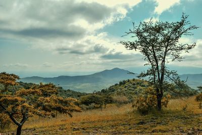 Acacia tree against a panoramic mountain landscapes, oloroka mountain range, rift valley, kenya