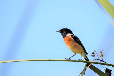 Low angle view of bird perching against clear sky