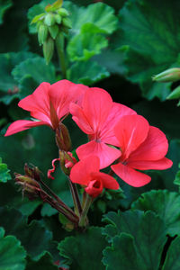 Close-up of red flowers blooming outdoors