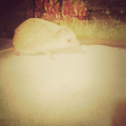 Tell me my headgehog " Skittles " isnt cuteeee ? :p