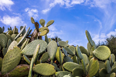 Close-up of prickly pear cactus against sky