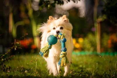 Dog running in field