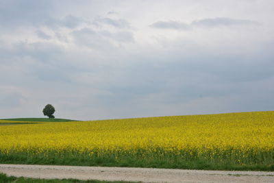 Scenic view of oilseed rape field against sky