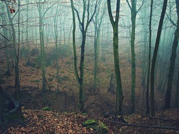 Trees in forest