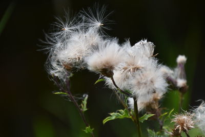 Close-up of white dandelion