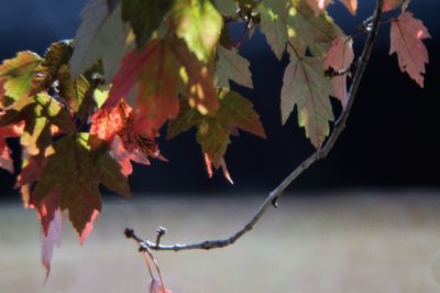 Close-up of leaves on tree