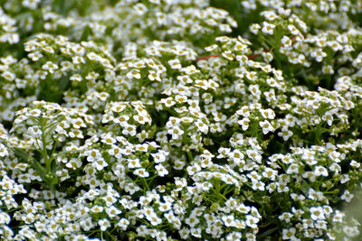 Full frame shot of white flowering plants