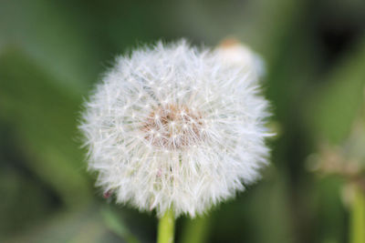 Close-up of flower