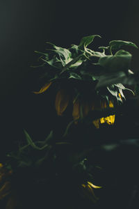 Close-up of plant against black background