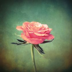 Close-up of pink rose