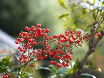 Close-up of cranberries berries growing on tree