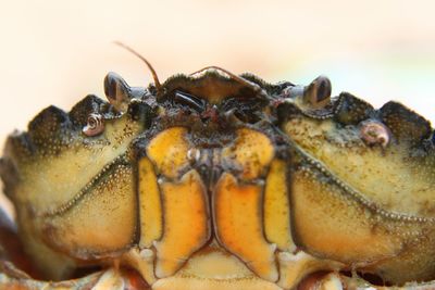 Close-up of turtle