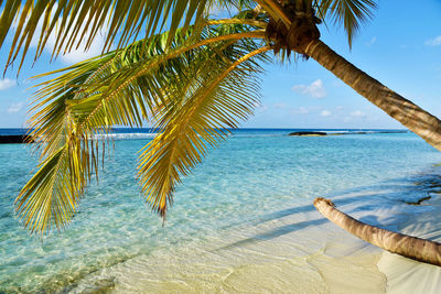 Palm tree by calm blue sea against sky