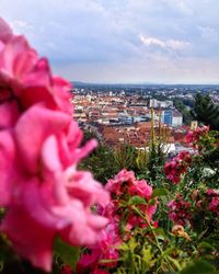 Close-up of flowers against sky