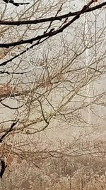 Full frame shot of bare trees during winter