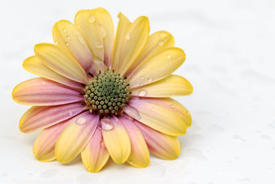 Close-up of yellow flower over white background