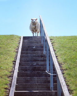 Cat standing on wooden fence against sky