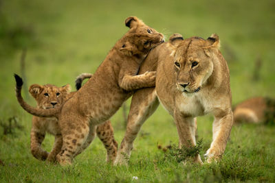 Cub tackles walking lioness and bites rump