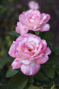 Close-up of pink rose