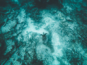 High angle view of turtle in sea