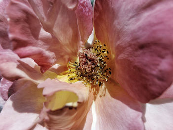 Macro shot of pink rose flower