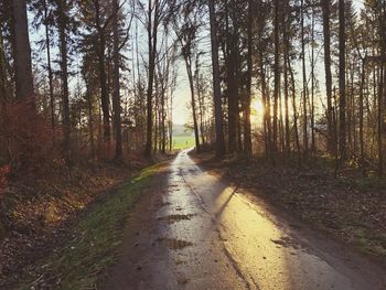 Road amidst trees in forest
