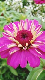 Close-up of pink flower