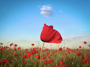 Close up of poppy blooming on a field on a dat with blue sky