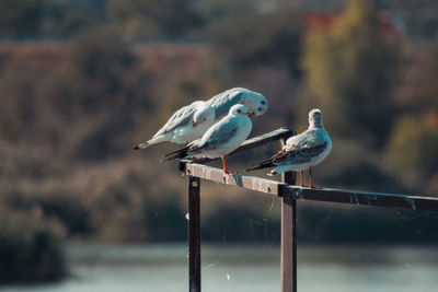 Seagulls perching on metal