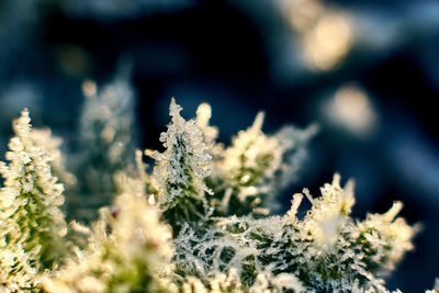 Close-up of frozen plant