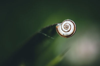 Close-up of snail on leaf