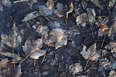 High angle view of dry leaves on field