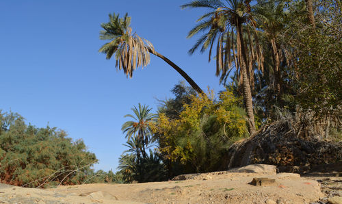 Low angle view of coconut palm trees against clear blue sky