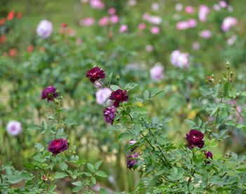 Close-up of pink flowering plants