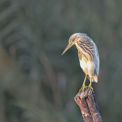 Close-up of bird perching on wooden post