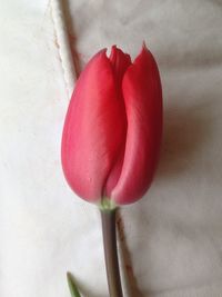 Close-up of pink rose