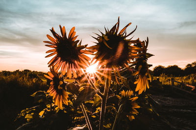 Sunflowers on field against sky during sunny day