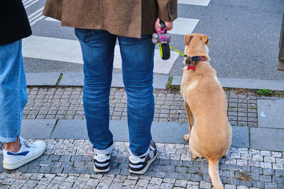 Low section of man with dogs walking on street