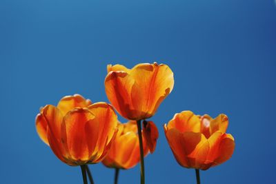 Close-up of red tulip against clear blue sky