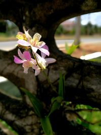 Close-up of pink flowers growing in garden