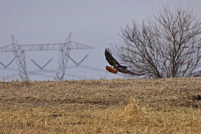 Hawk in flight