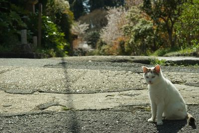 cat