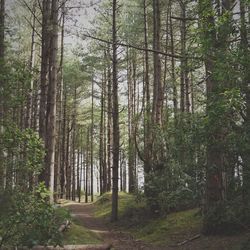 Trees growing in forest against sky