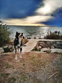 Dog standing on sea shore against sky